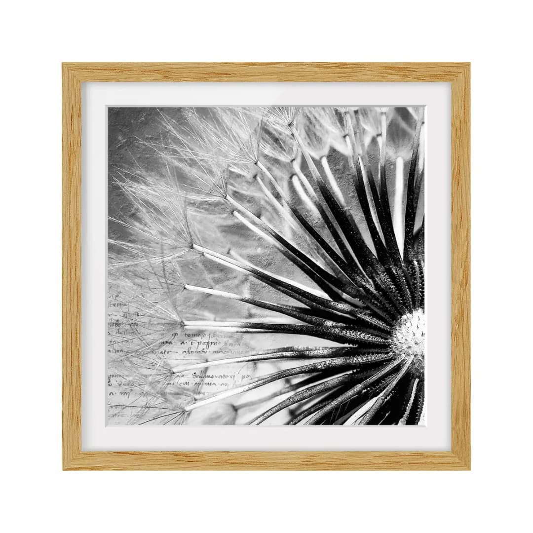 Bild Pusteblume Schwarz & Weiß IV | Weiß
