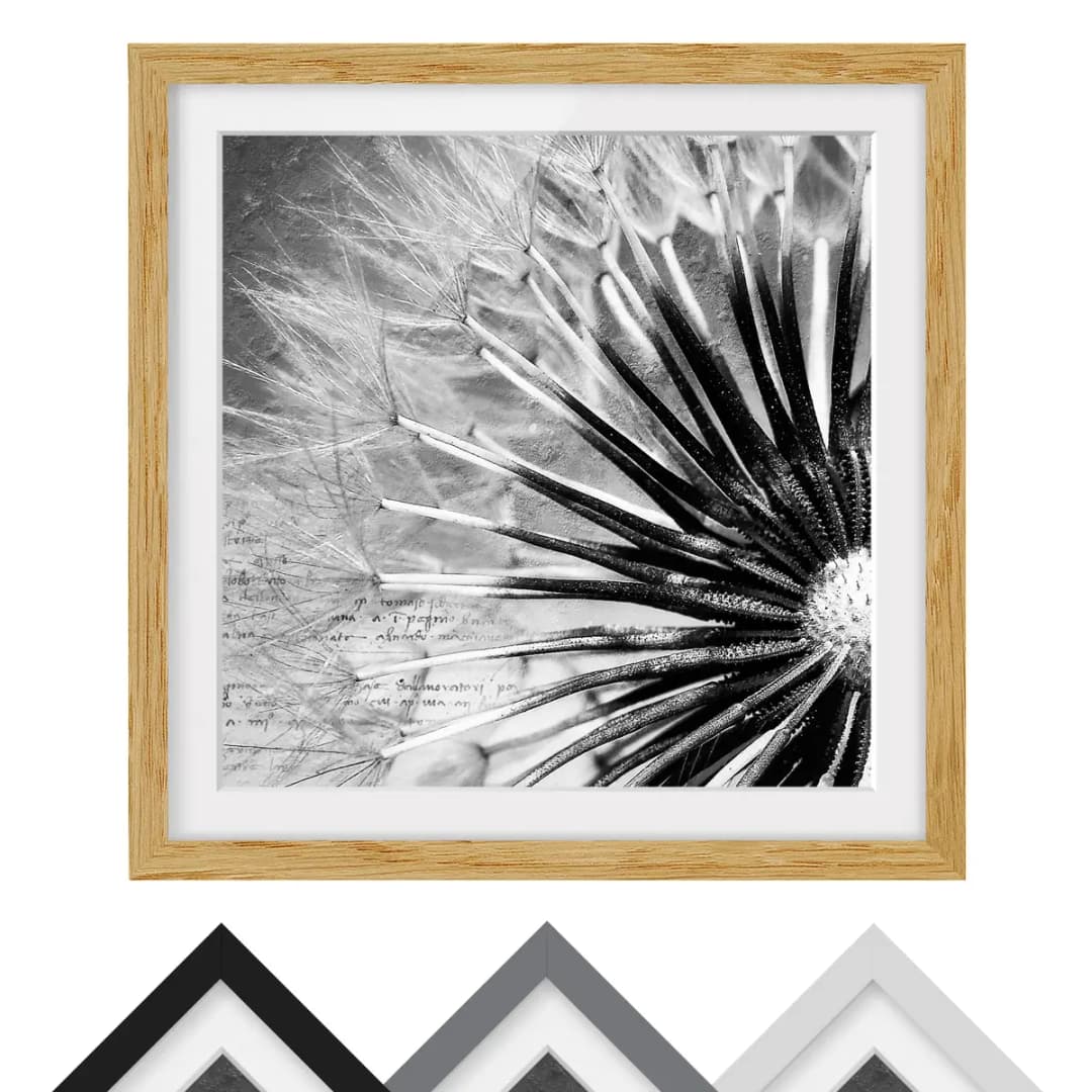 Bild Pusteblume Schwarz & Weiß IV | Weiß
