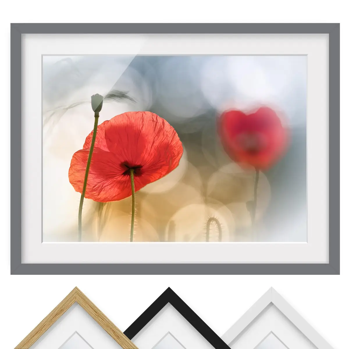 Bild Mohnblumen am Morgen III | Rot