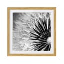 Bild Pusteblume Schwarz & Weiß IV | Schwarz