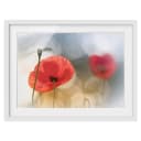 Bild Mohnblumen am Morgen II | Rot