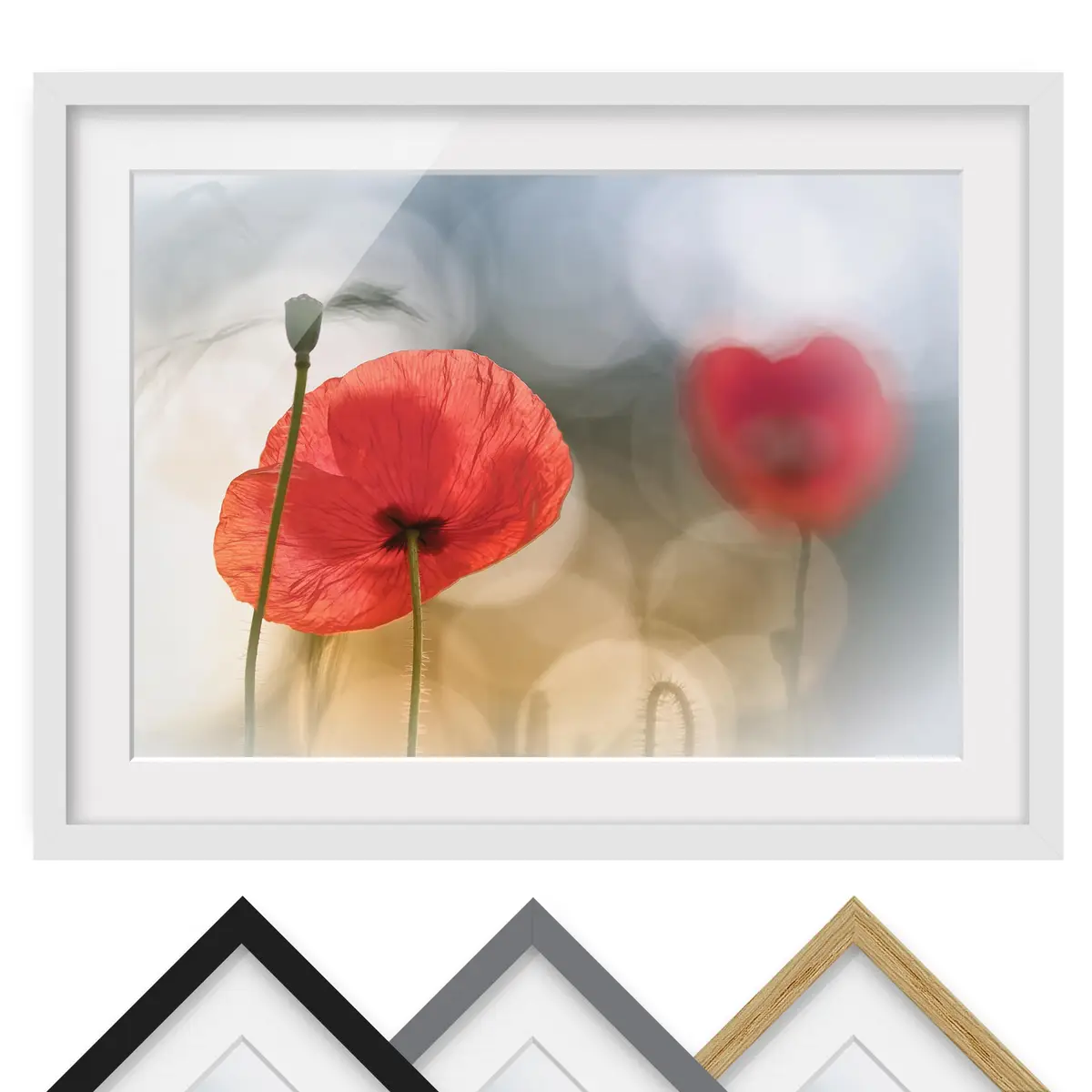 Bild Mohnblumen am Morgen II | Rot
