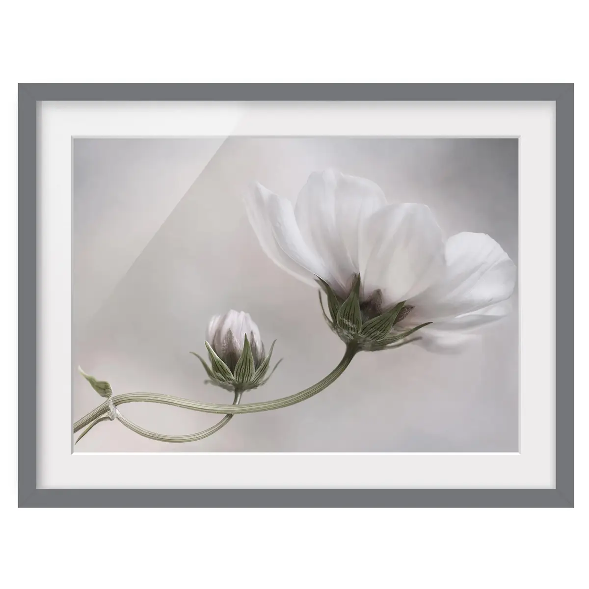 Bild Simply Cosmos III | Weiß