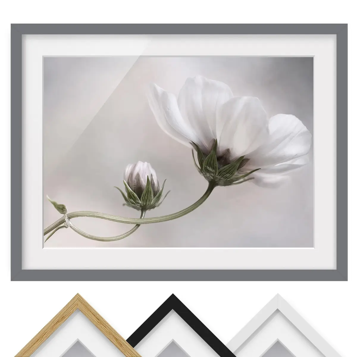Bild Simply Cosmos III | Weiß