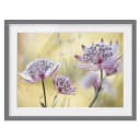 Bild Astrantia Major III | Lila