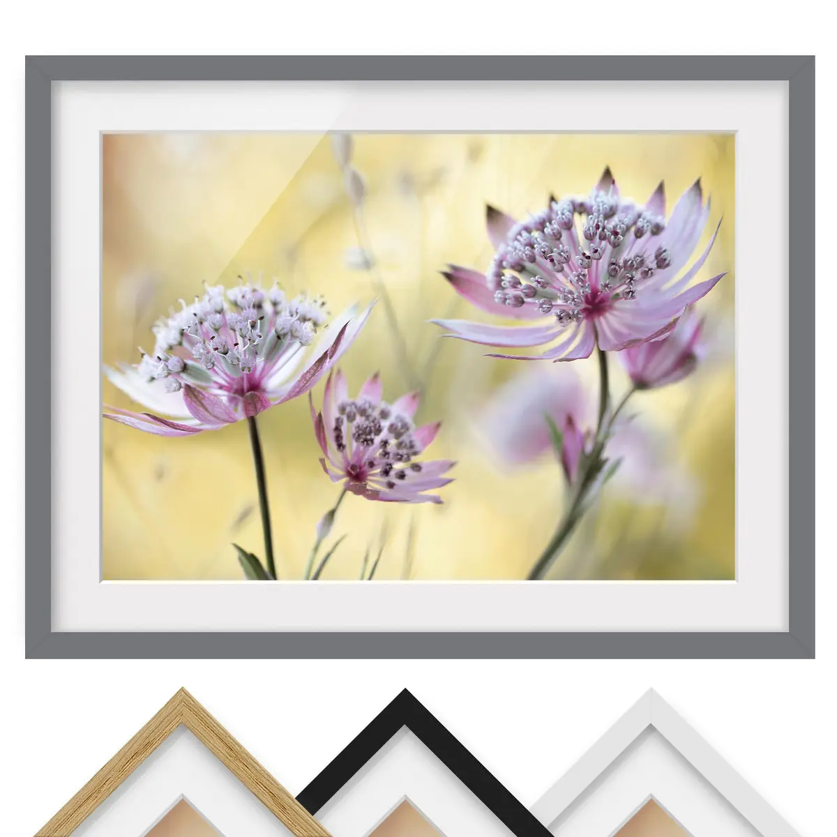 Bild Astrantia Major III | Lila