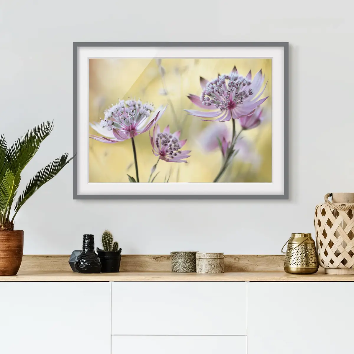 Bild Astrantia Major III | Lila