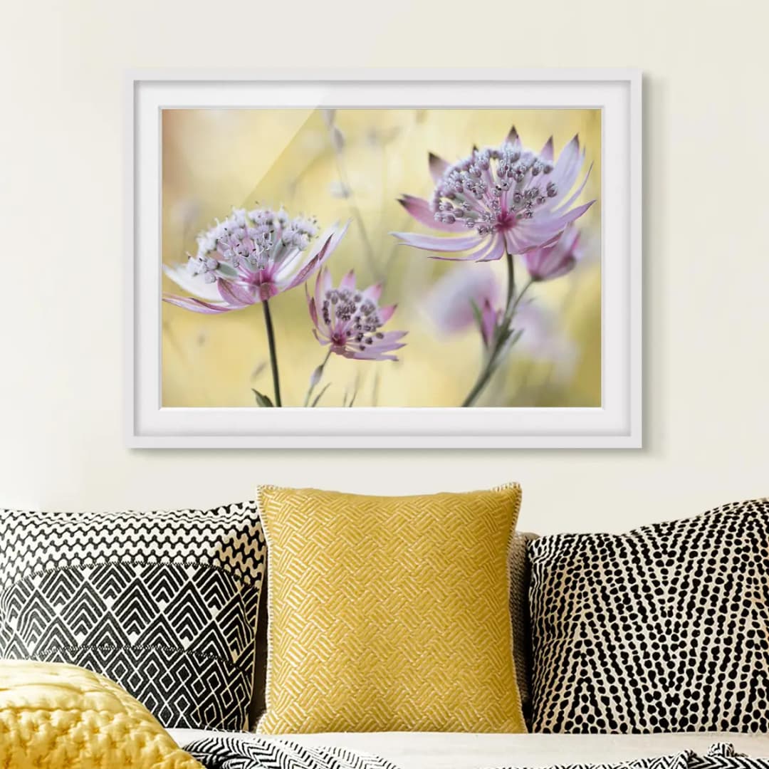Bild Astrantia Major II | Lila