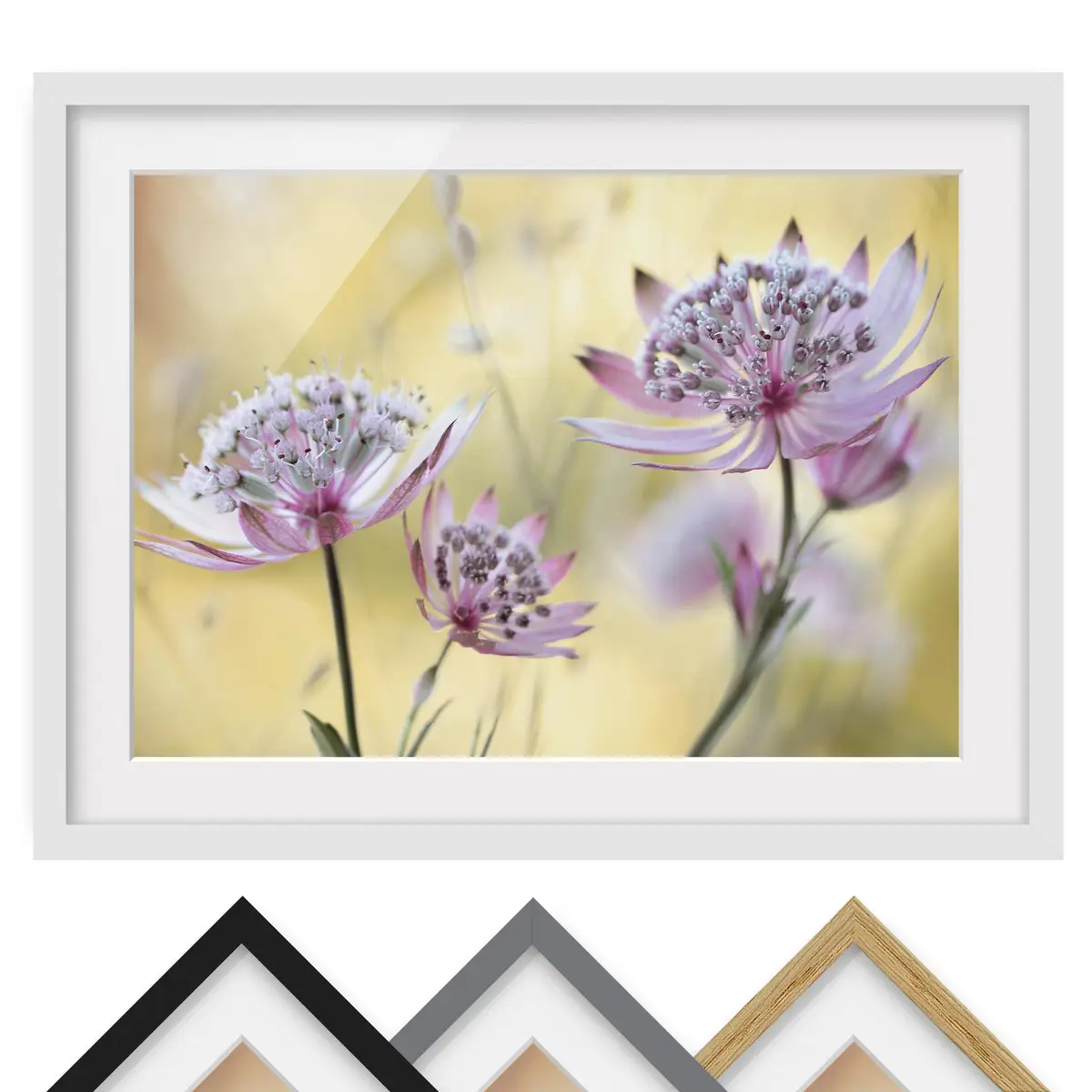 Bild Astrantia Major II | Lila