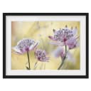 Bild Astrantia Major I | Lila