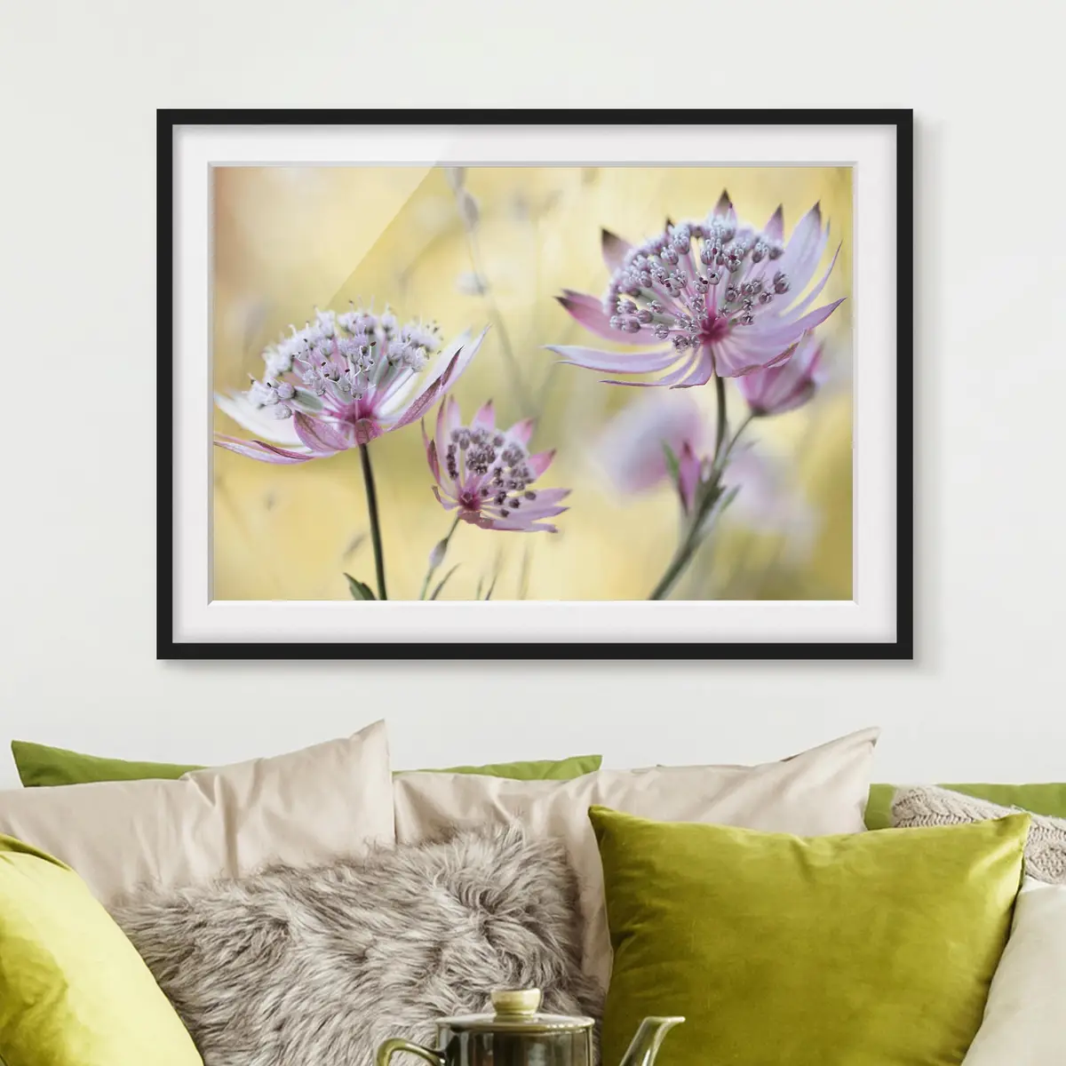Bild Astrantia Major I | Lila