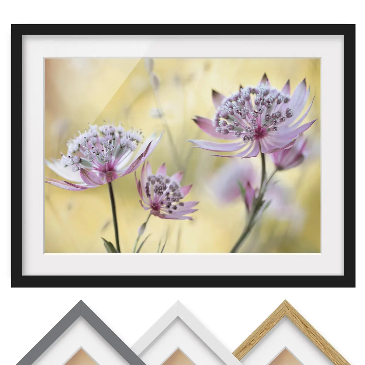 Astrantia Major I Wandbild | Lila