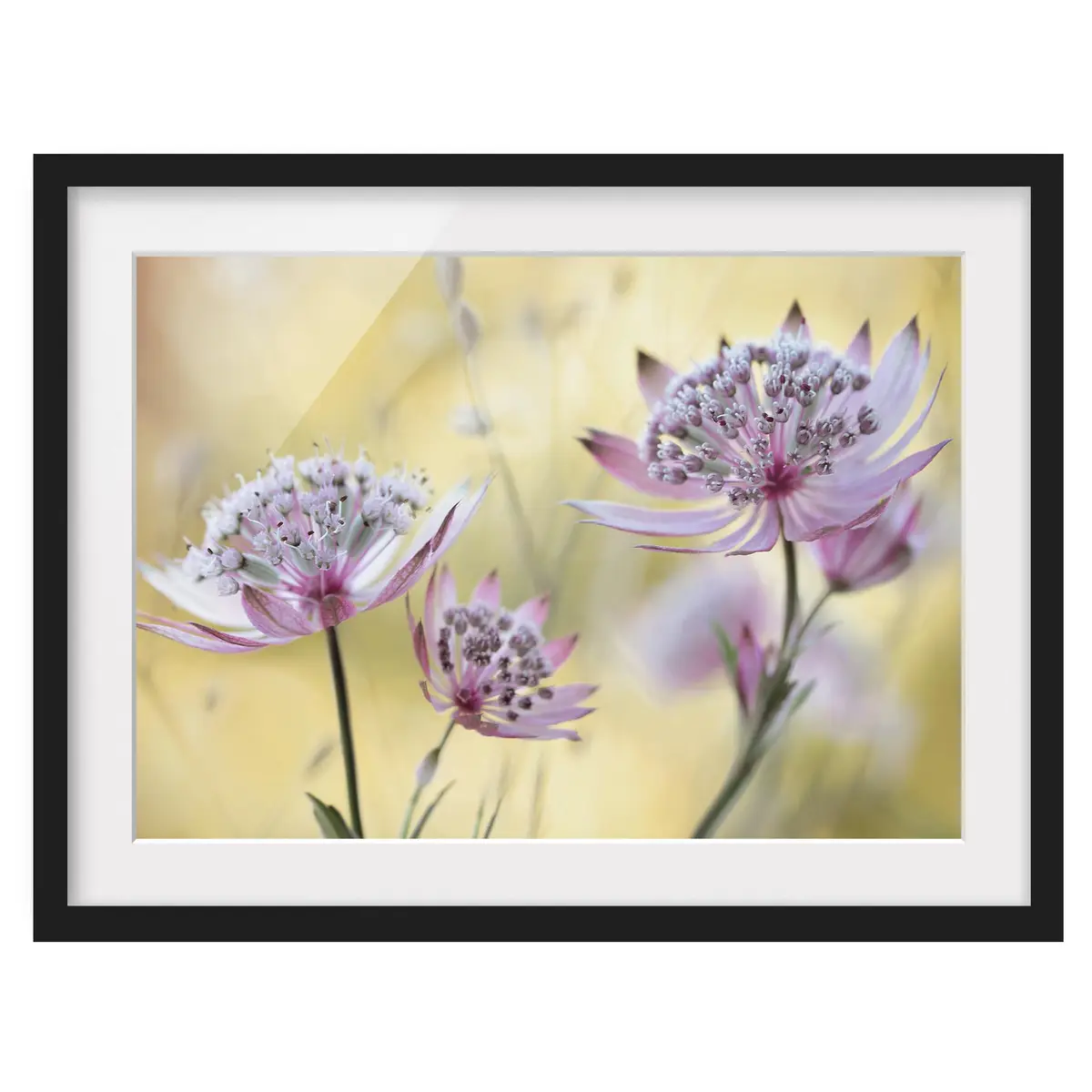 Bild Astrantia Major I | Mehrfarbig
