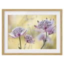 Bild Astrantia Major IV | Mehrfarbig