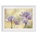 Bild Astrantia Major II | Lila