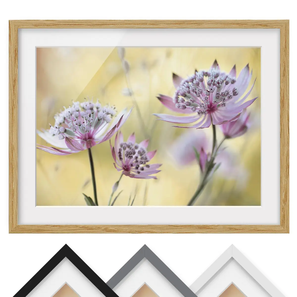 Astrantia Major IV Wandbild | Mehrfarbig