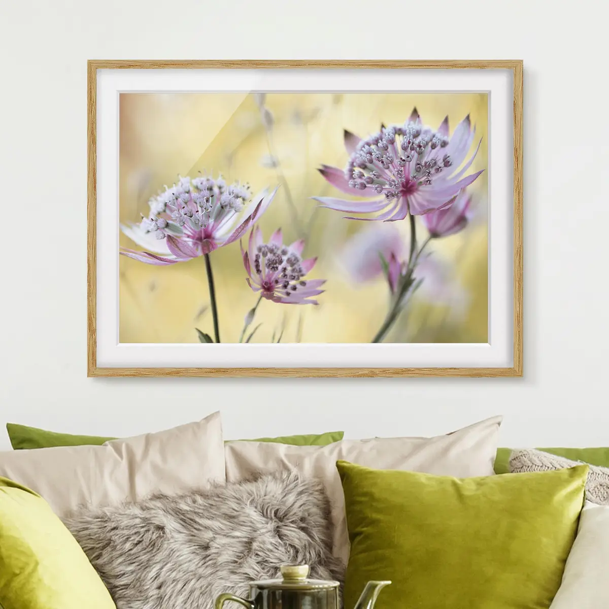Astrantia Major IV Wandbild | Mehrfarbig