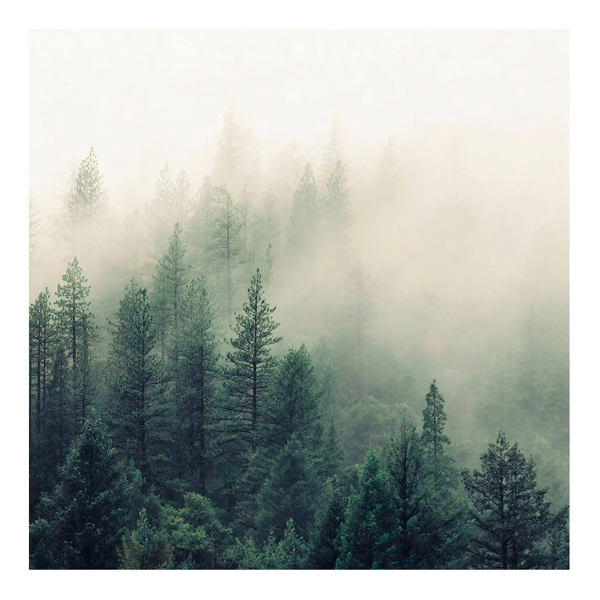 Fototapete Wald im Nebel Erwachen | Mehrfarbig