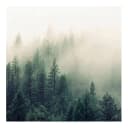 Fototapete Wald im Nebel Erwachen 336 x 336cm | Mehrfarbig