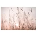 Leinwandbild Ein traumhafter Sommerabend | Beige