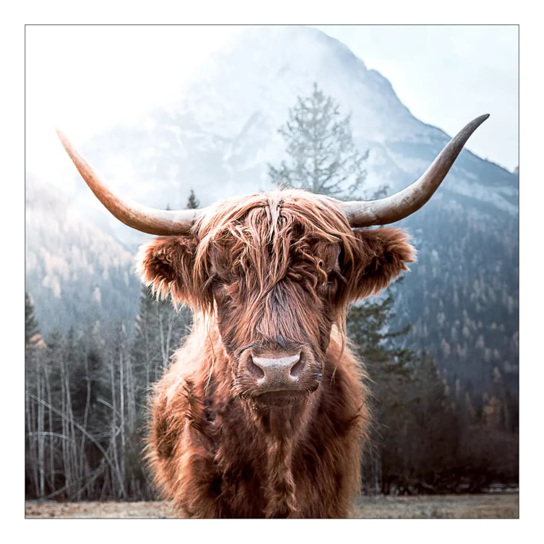 Glasbild Highland cattle | Mehrfarbig