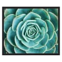 Bild Arrangement of the Succulents | Mehrfarbig