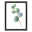 Bild Eucalyptus Rahmen | Mehrfarbig