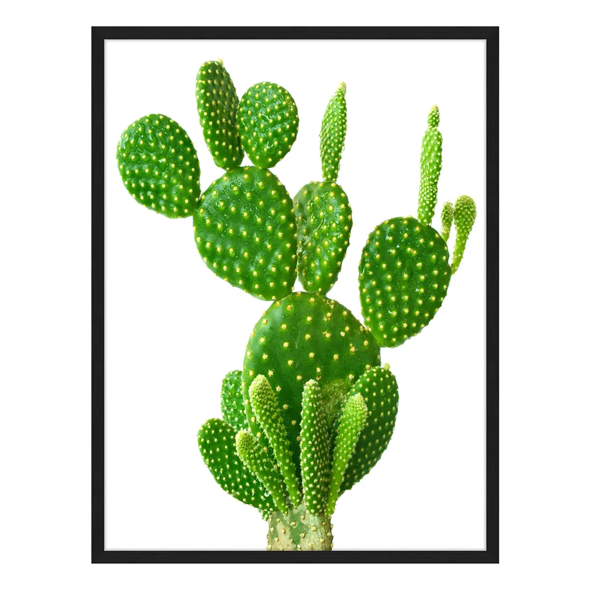 Bild Cactus | Mehrfarbig