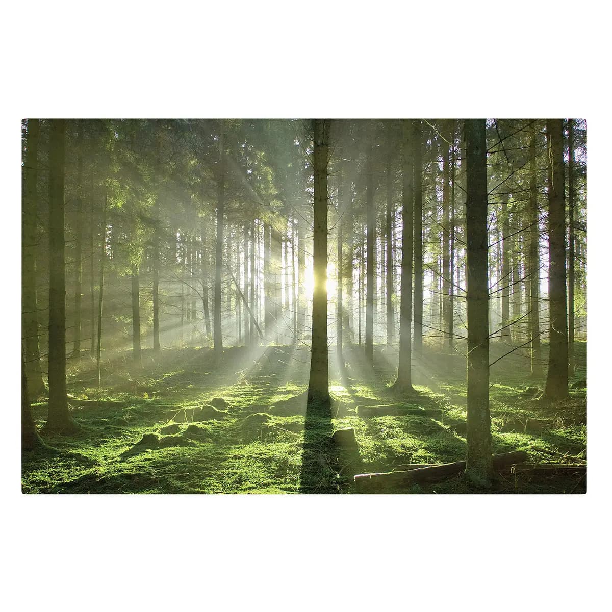 Bild Spring Fairytale | Mehrfarbig