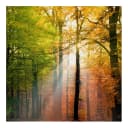 Bild Morning Light | Mehrfarbig