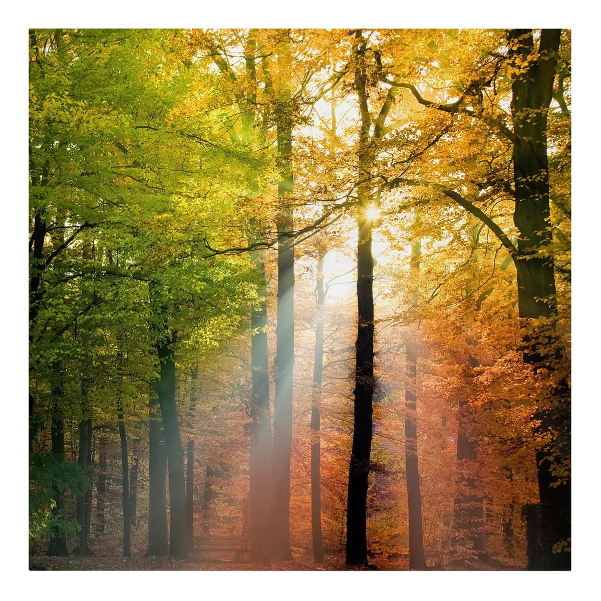 Bild Morning Light Webstoff Multicolor 70 x 70cm | Mehrfarbig