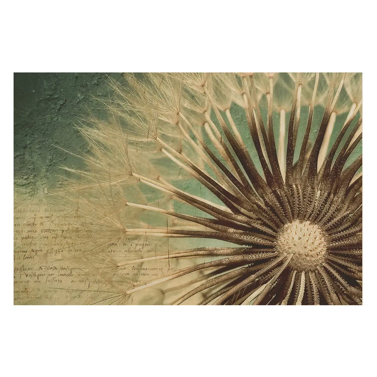 Bild Pusteblume Birke Multiplex Holzplatte | Mehrfarbig