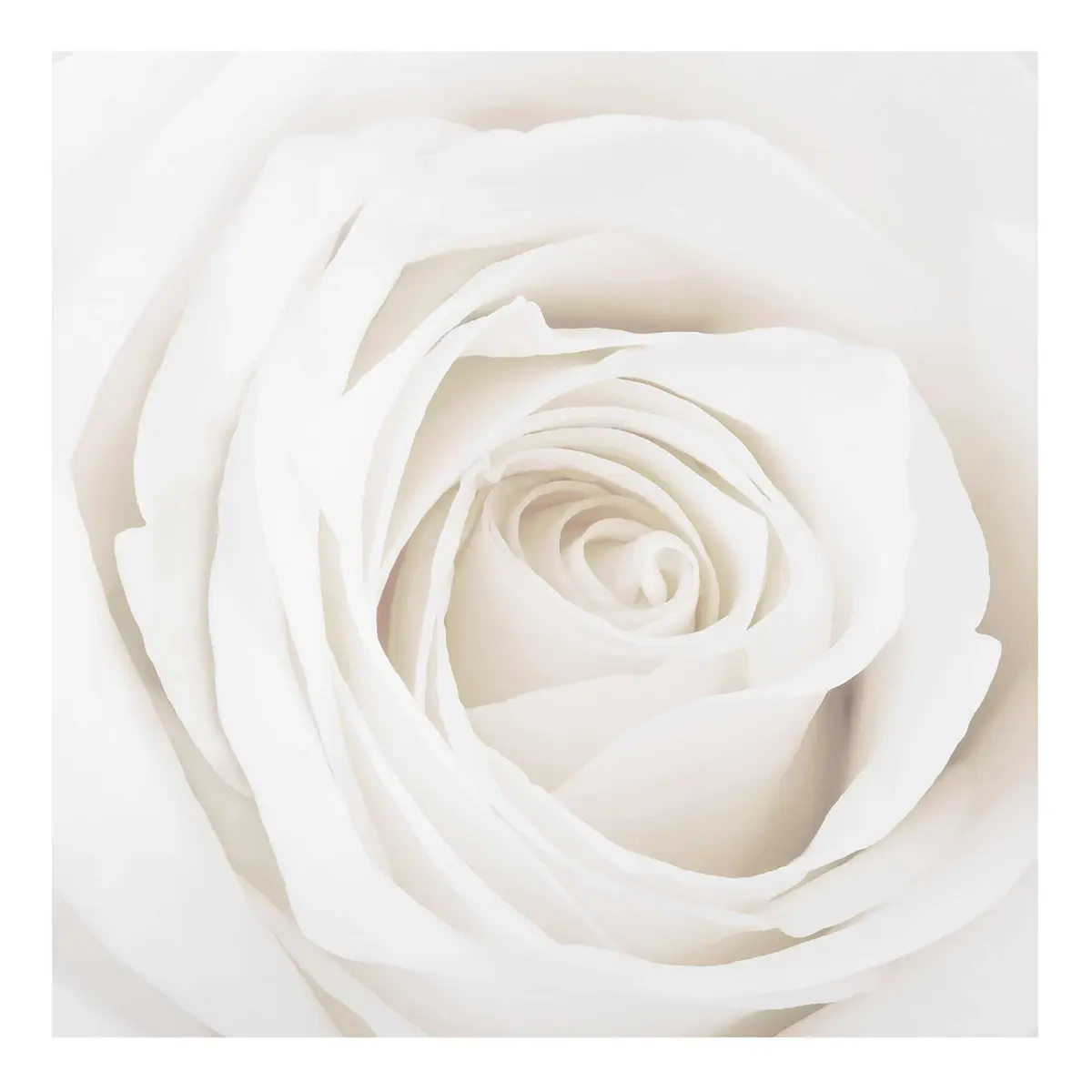 Bild Pretty White Rose II | Mehrfarbig