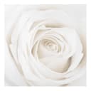 Bild Pretty White Rose II | Mehrfarbig