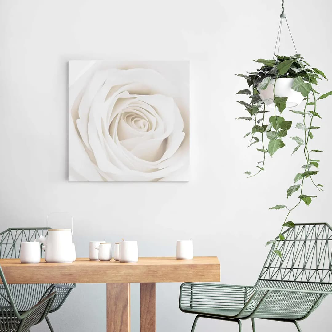 Bild Pretty White Rose II | Mehrfarbig