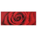 Bild Rote Rose mit Wassertropfen | Mehrfarbig