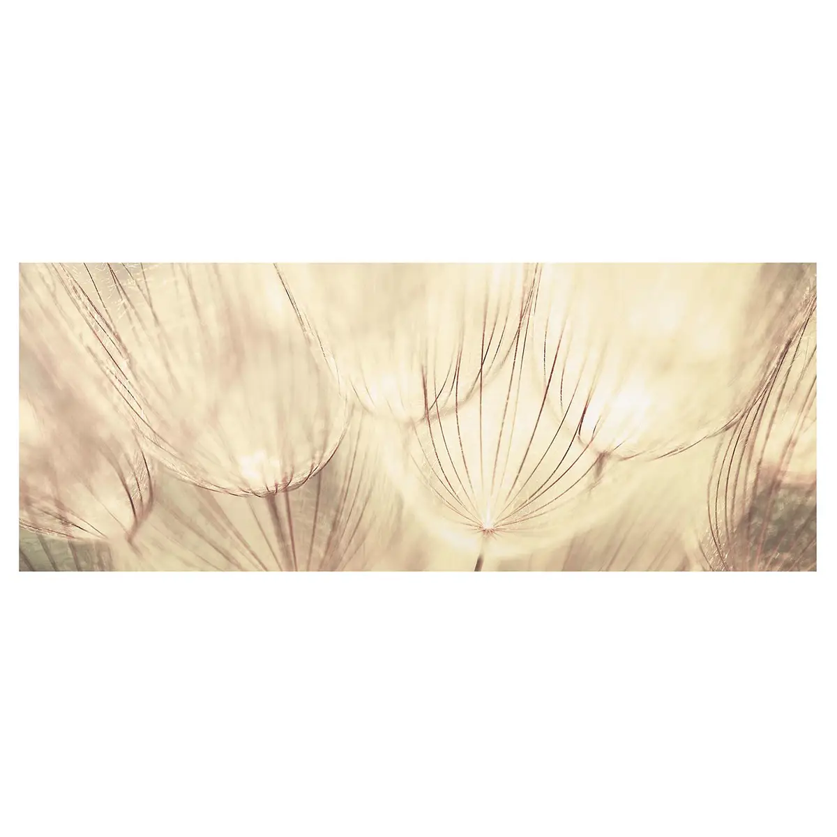 Bild Pusteblume Nahaufnahme | Mehrfarbig