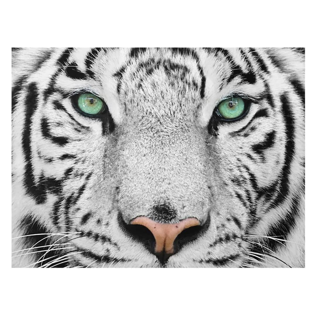 Bild Weißer Tiger | Mehrfarbig