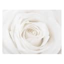 Bild Pretty White Rose II | Mehrfarbig