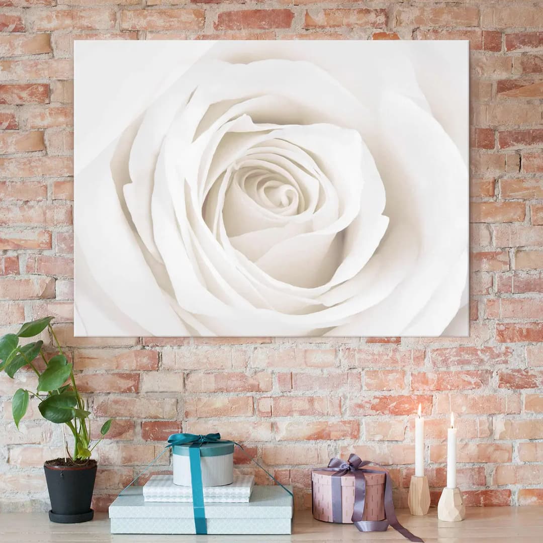 Bild Pretty White Rose II | Mehrfarbig