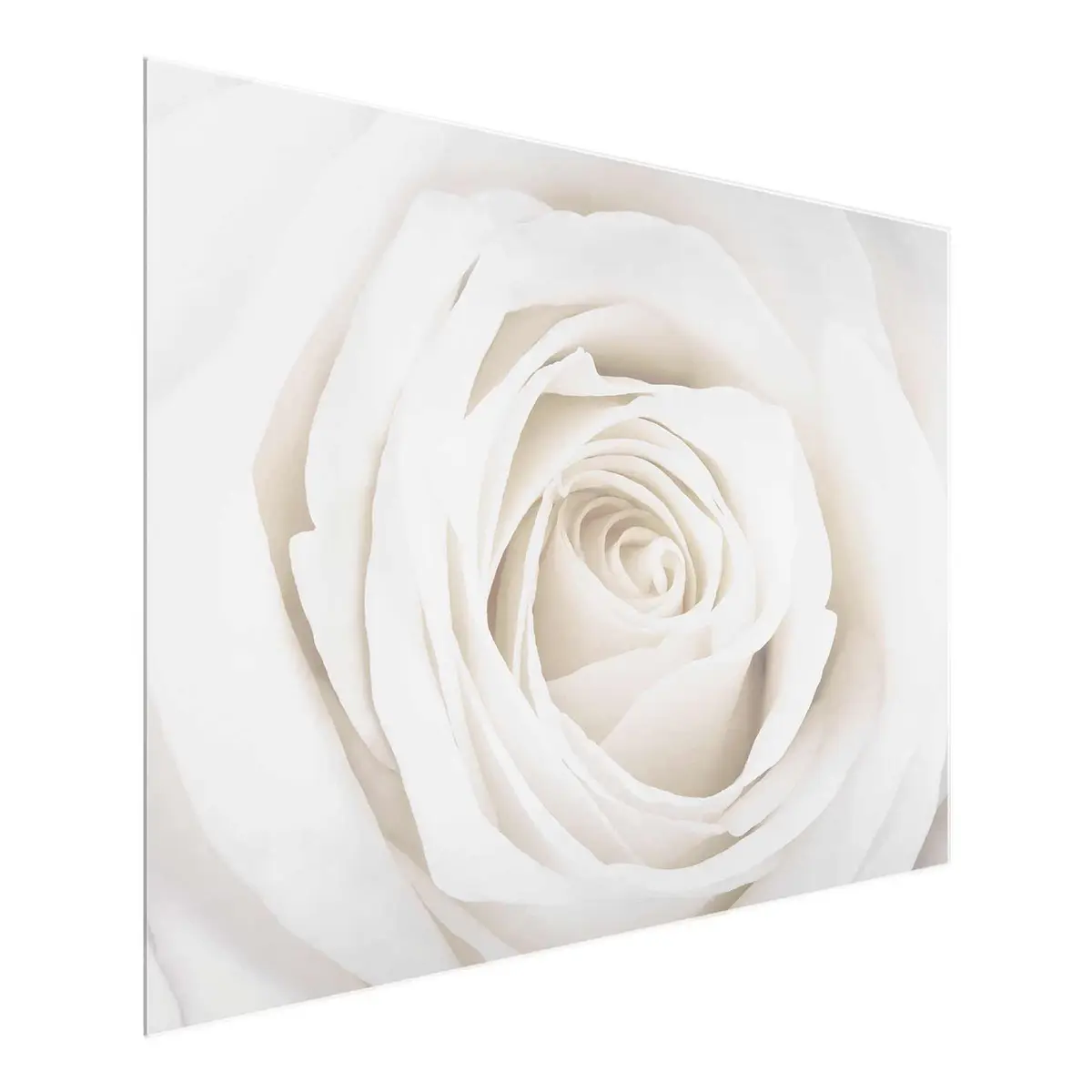 Bild Pretty White Rose II | Mehrfarbig