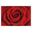 Vliestapete Rote Rose | Rot