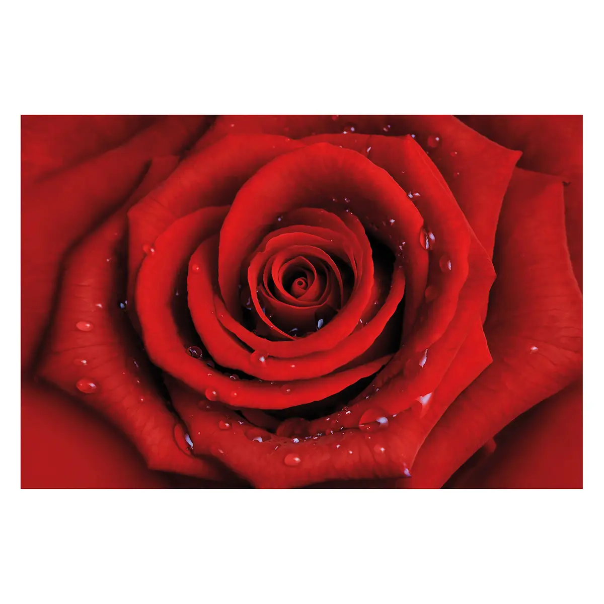 Vliestapete Rote Rose | Rot