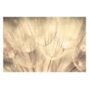 Vliestapete Pusteblumen Sepia | Beige