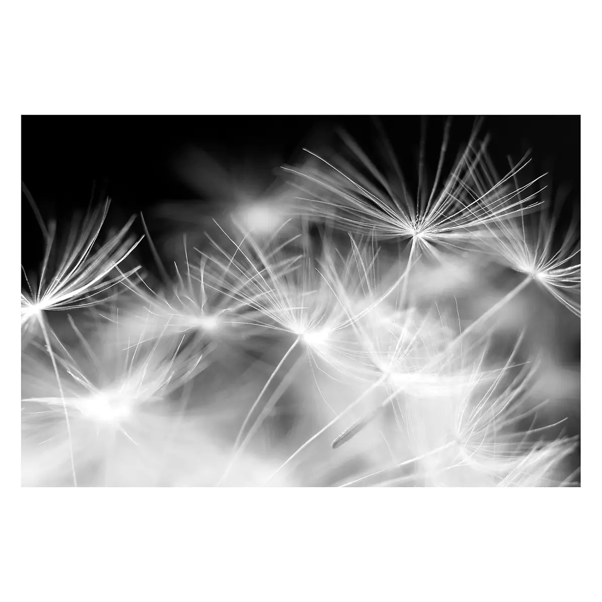 Vliestapete Pusteblumen | Mehrfarbig