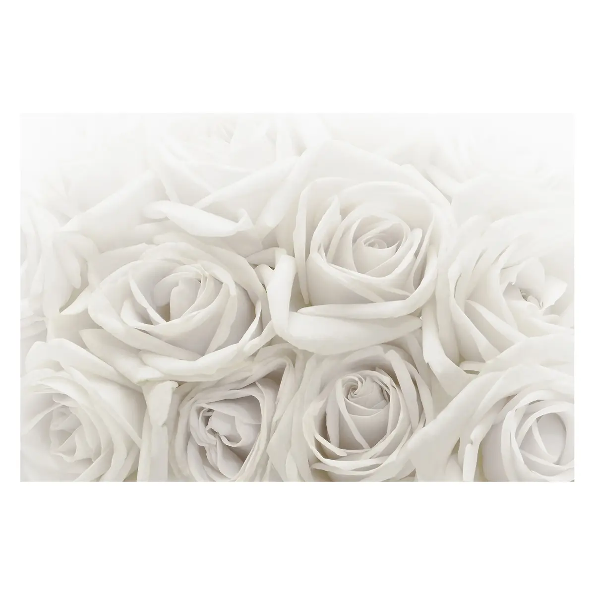 Vliestapete Weiße Rosen | Weiß