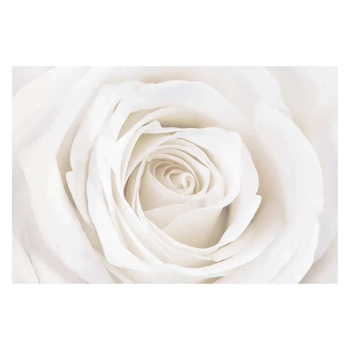 Vliestapete Pretty White Rose | Weiß