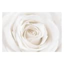 Vliestapete Pretty White Rose | Weiß