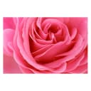 Vliestapete Lustful Pink Rose | Rosa