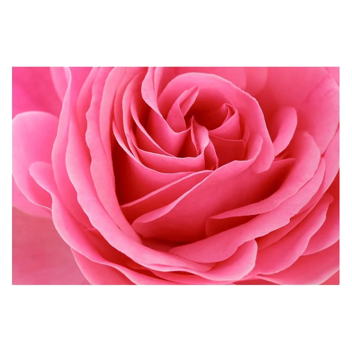Vliestapete Lustful Pink Rose | Rosa